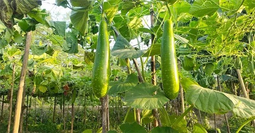 লাউ চাষে সফলতা