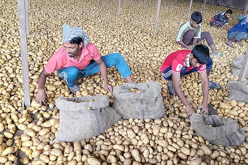 আলু চাষে লোকসানে কৃষকরা