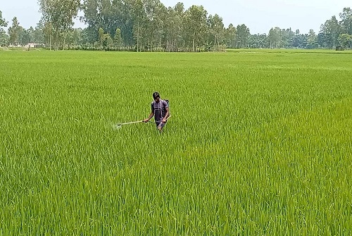 ধানের ক্ষেতে ব্যাপক পোকার আক্রমণ