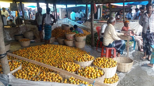 ঝালকাঠিতে সুপারি চাষে মিশ্র আনন্দ