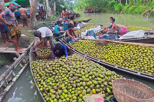 জিআই স্বীকৃতি পাওয়ার পর আমড়ায় নতুন সম্ভাবনা