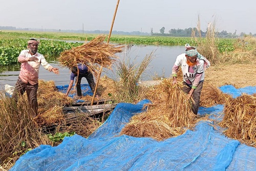 সিংড়ার চলনবিলে নৌকায় আমন ধান কাটা শুরু