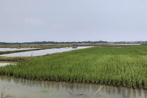 বাগেরহাটে ক্রমেই হারাচ্ছে কৃষিজমি